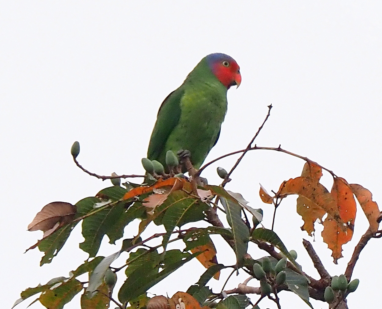 image Red-cheeked Parrot